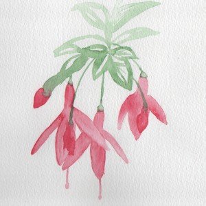 fuchsia